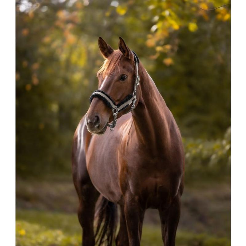 Kantar z futerkiem Waldhausen Pegasus beżowy