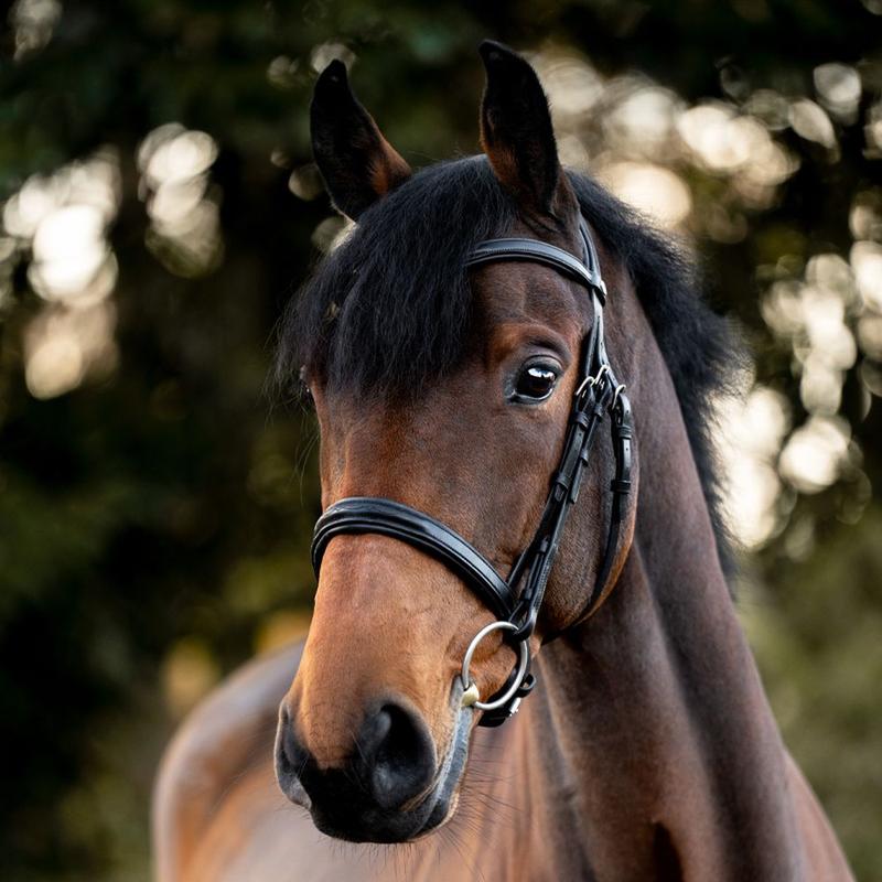 Ogłowie Kavalkade Robin czarne