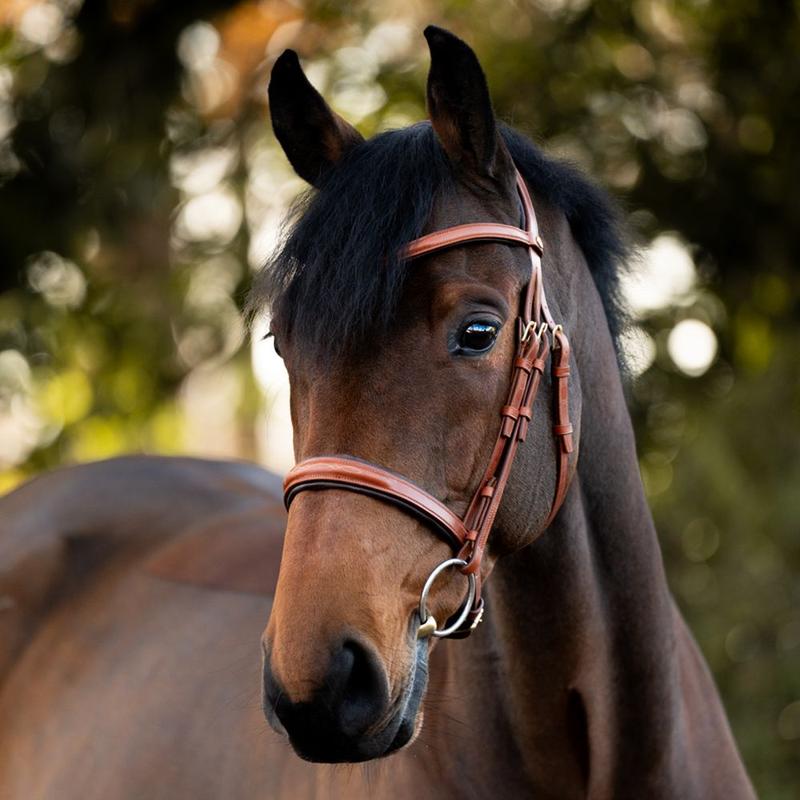 Ogłowie Kavalkade Robin koniakowe