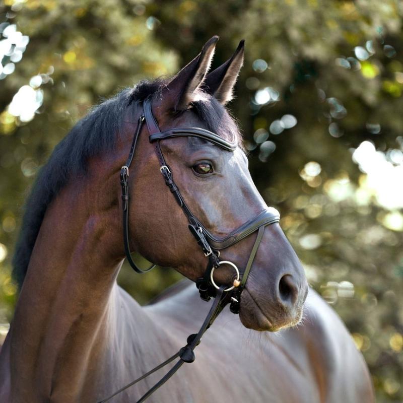 Ogłowie Kavalkade Cajus SH4 czarne