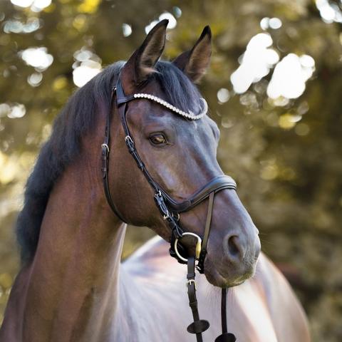 Ogłowie Kavalkade Calla SH4 czarne