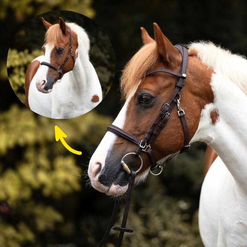 Ogłowie z kantarem Kavalkade Artemis 2w1 brązowe