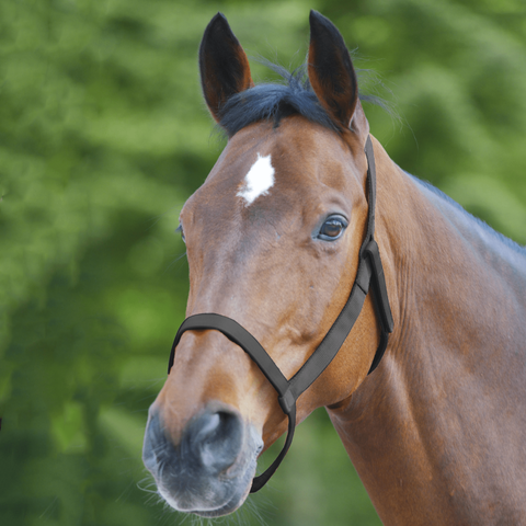Kantar padokowy bez okuć Waldhausen czarny