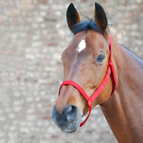 Kantar padokowy bez okuć Waldhausen czerwony