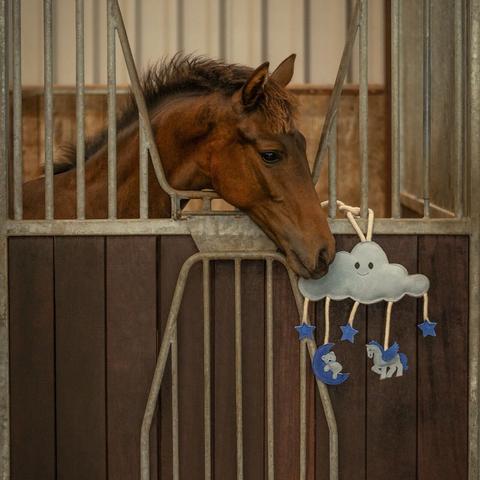 Zabawka dla konia QHP chmurka niebieska