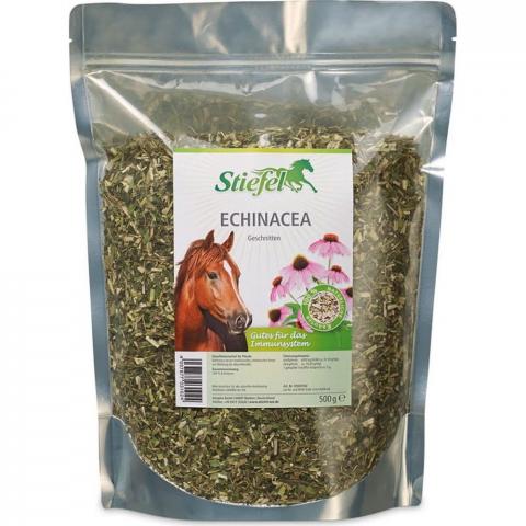 Echinacea rozdrobniona Stiefel