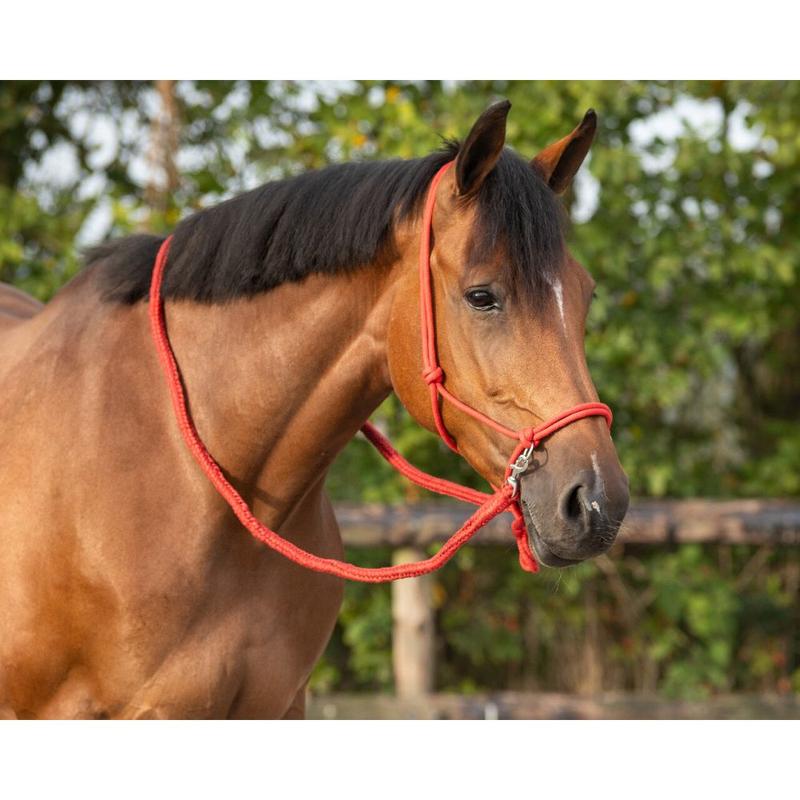 Kantar sznurkowy z wodzami QHP czerwony