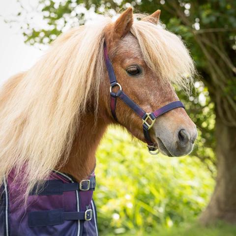 Kantar z uwiązem QHP Jaily Ombre granatowo-różowy