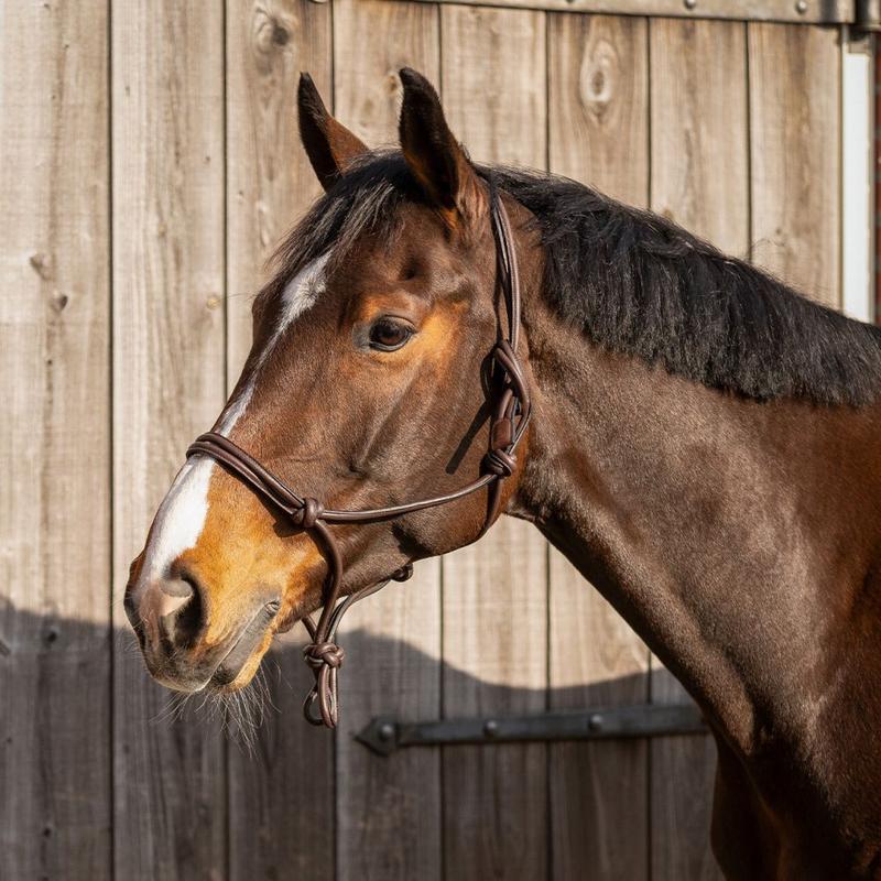 Kantar skórzany QHP Liberta brązowy