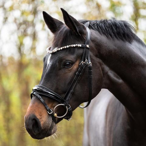 Ogłowie Kavalkade Zora czarne