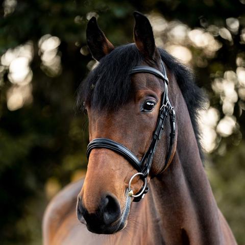 Ogłowie Kavalkade Robin czarne