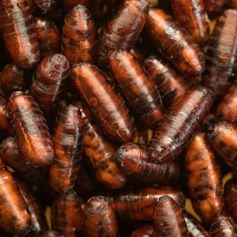 Biopar-biologiczny wróg szkodników